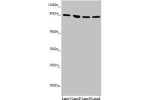 Western blot All lanes: MFN1 antibody at 1. (MFN1 Antikörper  (AA 622-741))