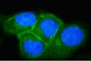 IF analysis of SNAP23 using anti-SNAP23 antibody (ABIN7599089). (SNAP23 Antikörper  (AA 1-211))