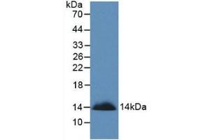 Detection of Recombinant SEMA3A, Human using Monoclonal Antibody to Semaphorin 3A (SEMA3A) (SEMA3A Antikörper  (AA 580-664))