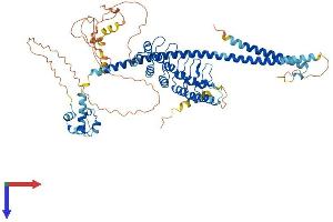 ANKS3 Protein (AA 1-655) (His tag)