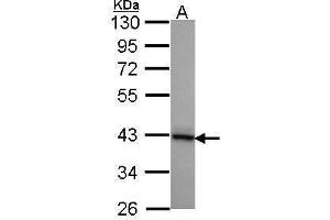 WB Image Sample (30 ug of whole cell lysate) A: A431 , 10% SDS PAGE DNAJB2 antibody antibody diluted at 1:1000 (DNAJB2 Antikörper  (Center))