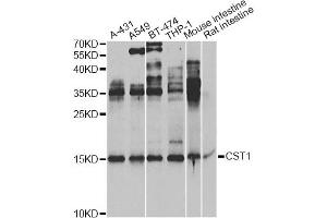 Western blot analysis of extracts of various cell lines, using CST1 Antibody. (CST1 Antikörper)
