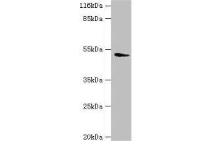 Western blot All lanes: DRD5 antibody at 2 μg/mL + Mouse brain tissue Secondary Goat polyclonal to rabbit IgG at 1/10000 dilution Predicted band size: 53 kDa Observed band size: 53 kDa (DRD5 Antikörper  (AA 361-477))