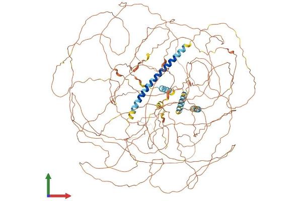 Meningioma 1 Protein (AA 1-1320) (His tag)