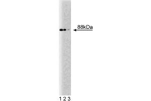 Western blot analysis of Nup88 on a HeLa cell lysate (Human cervical epitheloid carcinoma, ATCC CCL-2. (NUP88 Antikörper  (AA 314-425))