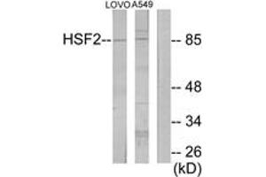 Western blot analysis of extracts from LOVO/A549 cells, using HSF2 Antibody. (HSF2 Antikörper  (AA 401-450))