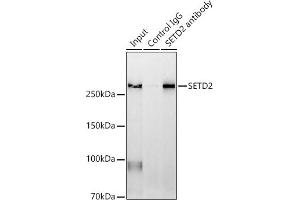 Immunoprecipitation (IP) image for anti-SET Domain Containing 2 (SETD2) (AA 803-1103) antibody (ABIN1682666)