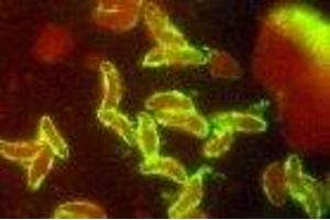 Image no. 1 for anti-Toxoplasma Gondii P30 antibody (ABIN6252931)