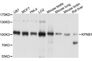 Western blot analysis of extracts of various cell lines, using KPNB1 antibody. (KPNB1 Antikörper)