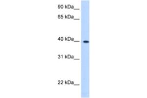 Western Blotting (WB) image for anti-Lipoic Acid Synthetase (LIAS) antibody (ABIN2463206) (LIAS Antikörper)