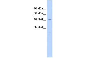 WB Suggested Anti-RAD23A Antibody Titration:  2. (RAD23A Antikörper  (Middle Region))
