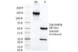 SDS-PAGE Analysis Purified MAML2 Monoclonal Antibody (MAML2/1302). (MAML2 Antikörper)