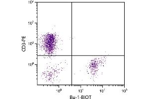 Chicken peripheral blood lymphocytes were stained with Mouse Anti-Chicken Bu-1-BIOT. (Bu-1 Antikörper  (Biotin))