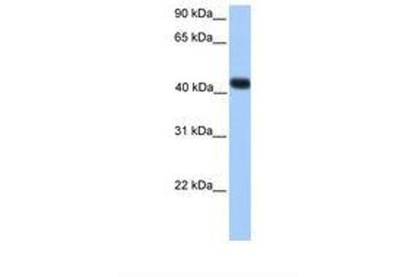 SSBP4 Antikörper  (C-Term)