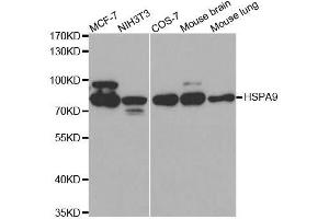 Western Blotting (WB) image for anti-Heat Shock 70kDa Protein 9 (Mortalin) (HSPA9) (AA 380-679) antibody (ABIN3021000)