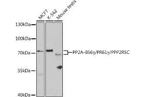 Western blot analysis of extracts of various cell lines, using PP2A-B56γ/PR61γ/PP2A-B56γ/PR61γ/PPP2R5C antibody (ABIN6132514, ABIN6146095, ABIN6146096 and ABIN6221146) at 1:1000 dilution. (PPP2R5C Antikörper  (AA 1-320))