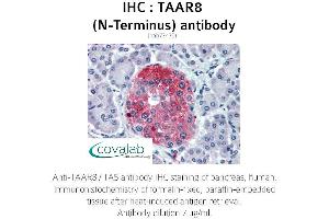 Image no. 2 for anti-Trace Amine Associated Receptor 8 (TAAR8) (Extracellular Domain), (N-Term) antibody (ABIN1739867) (Trace Amine Associated Receptor 8 (TAAR8) (Extracellular Domain), (N-Term) Antikörper)