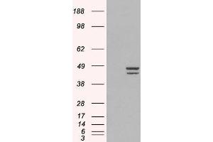 Western Blotting (WB) image for Interferon Regulatory Factor 2 (IRF2) peptide (ABIN370232) (Interferon Regulatory Factor 2 (IRF2) Peptid)