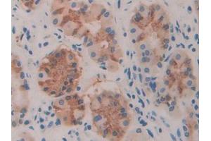 IHC-P analysis of Human Stomach Tissue, with DAB staining. (TLR3 Antikörper  (AA 574-713))