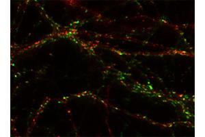 Indirect immunostaining of PFA fixed rat hippocampus neurons with anti-homer 1b/c (dilution 1 : 500; red) and mouse anti-synapsin 1 (cat. (Homer 1b/c (AA 152-354) Antikörper)