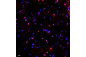 Immunofluorescence of paraffin embedded mouse heart using SMNDC1 (ABIN7075773) at dilution of 1:650 (400x lens) (SMNDC1 Antikörper)