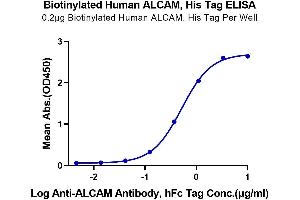Immobilized Biotinylated Human ALCAM, His Tag at 2 μg/mL (100 μL/Well) on the plate. (CD166 Protein (AA 28-526) (His-Avi Tag,Biotin))