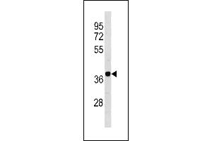Mouse Camk1d Antibody (N-term) (ABIN1881135 and ABIN2843273) western blot analysis in 293 cell line lysates (35 μg/lane). (CAMK1D Antikörper  (N-Term))