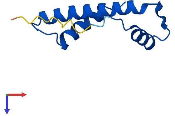 CENPW Protein (AA 1-88) (His tag)