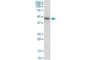 Western Blotting (WB) image for anti-Tubulin, beta 2A (TUBB2A) (AA 1-445) antibody (ABIN521144)