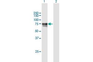 Western Blot analysis of DBH expression in transfected 293T cell line by DBH MaxPab polyclonal antibody. (DBH Antikörper  (AA 1-603))