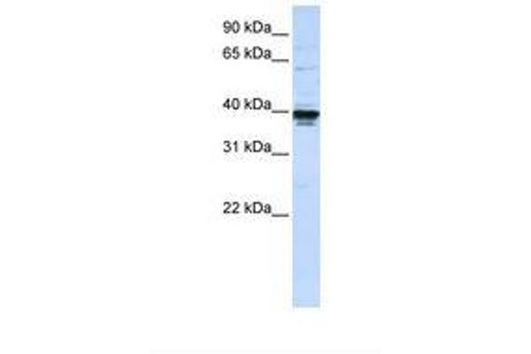 ETV3L Antikörper  (AA 252-301)