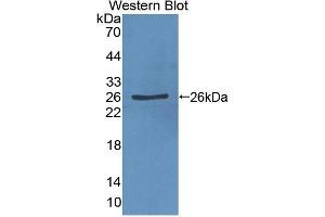 Figure. (MPP6 Antikörper  (AA 34-235))