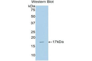 Western Blotting (WB) image for anti-Bone Morphogenetic Protein 6 (BMP6) (AA 375-502) antibody (ABIN1173354) (BMP6 Antikörper  (AA 375-502))