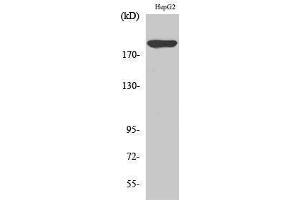 Western Blotting (WB) image for anti-Platelet Derived Growth Factor Receptor alpha (PDGFRA) (C-Term) antibody (ABIN3186367)