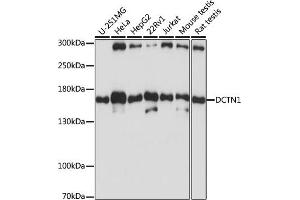 Western blot analysis of extracts of various cell lines, using DCTN1 antibody (ABIN3022541, ABIN3022542, ABIN3022543 and ABIN6218891) at 1:1000 dilution. (Dynactin 1 Antikörper  (AA 945-1139))