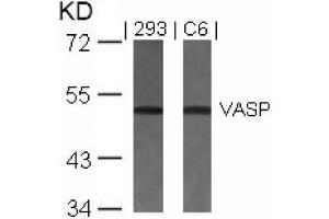 Image no. 2 for anti-Vasodilator-Stimulated phosphoprotein (VASP) (Ser157) antibody (ABIN197436) (VASP Antikörper  (Ser157))