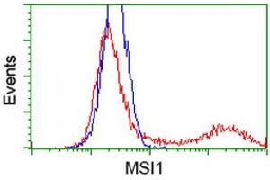 HEK293T cells transfected with either RC215992 overexpress plasmid (Red) or empty vector control plasmid (Blue) were immunostained by anti-MSI1 antibody (ABIN2454113), and then analyzed by flow cytometry. (MSI1 Antikörper)