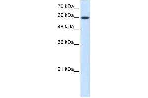 WB Suggested Anti-NR4A3 Antibody Titration:  0.