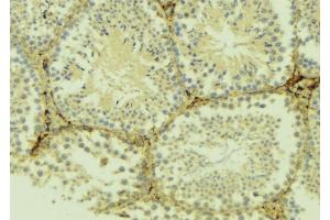 ABIN6275046 at 1/100 staining Mouse testis tissue by IHC-P. (ATG4D Antikörper  (C-Term))