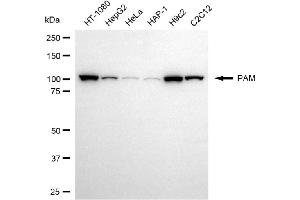 Western blotting analysis using PAM antibody (ABIN7799760).