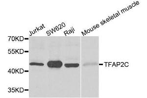 Western blot analysis of extracts of various cell lines, using TFAP2C antibody. (TFAP2C Antikörper)