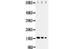 Western Blotting (WB) image for anti-Interleukin 3 (IL-3) (AA 119-140), (N-Term) antibody (ABIN3044140)