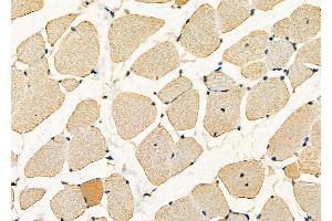 ABIN6262152 and ABIN6277633 at 1/100 staining Mouse muscle tissue by IHC-P. (HAX1 Antikörper  (C-Term))