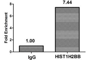 Chromatin Immunoprecipitation Hela (4*10 6 ) were treated with Micrococcal Nuclease, sonicated, and immunoprecipitated with 8 μg anti-HIST1H2BB (ABIN7139166) or a control normal rabbit IgG. (HIST1H2BB Antikörper  (acLys16))