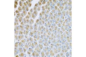 Immunohistochemistry of paraffin-embedded mouse stomach using AP1M2 antibody. (AP1m2 Antikörper  (AA 164-423))