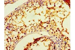 Immunohistochemistry of paraffin-embedded human testis tissue using ABIN7147675 at dilution of 1:100 (CHRFAM7A Antikörper  (AA 1-150))