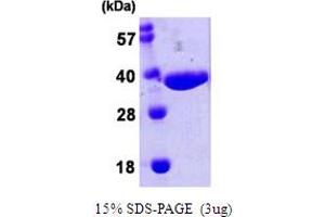 SDS-PAGE (SDS) image for NanA (AA 1-297) protein (His tag) (ABIN667434)