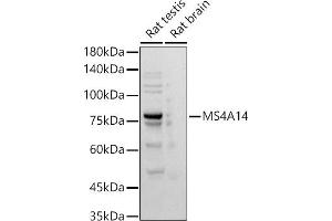 MS4A14 Antikörper