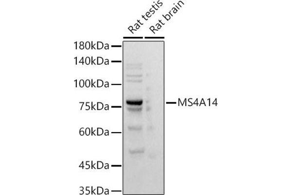 MS4A14 Antikörper