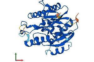 Protein Structure (PS) image for Dimethylarginine Dimethylaminohydrolase 2 (DDAH2) (AA 1-285) protein (His tag) (ABIN7546981)